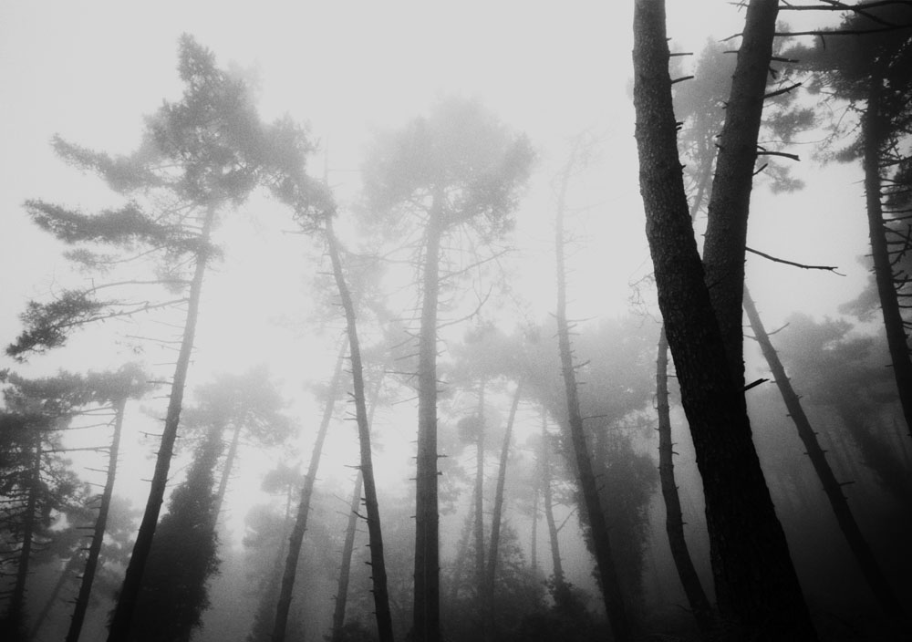 Salicastro — Simone Falso, 2 di 4